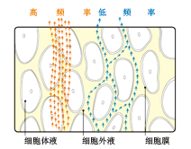 BE-1B實(shí)用型人體成分分析儀