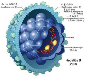 乙型肝炎預(yù)后如何【國(guó)康生物】