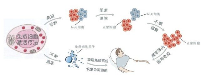 白細(xì)胞減少危害人體健康